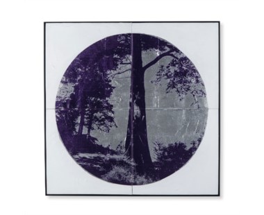 Golden Gate Tree - Silver Leaf